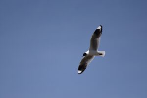 Un ave sobrevuela la Península de Challapata, en el lago Titicaca. Foto: Álvaro Valero.